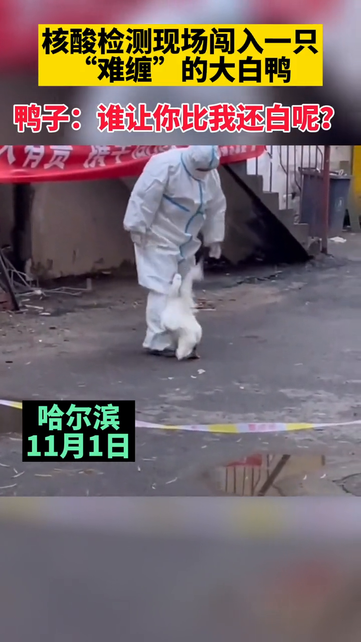 核酸检测现场闯入一只“难缠”大白鸭,鸭子:谁让你比我还白呢?