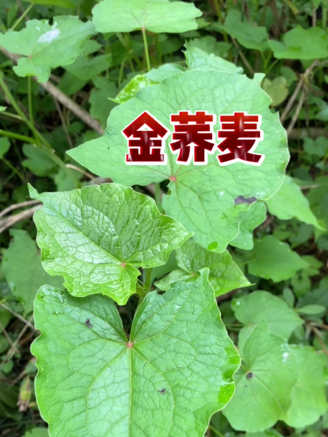 野生金荞麦是国家二级保护植物,不能采挖!