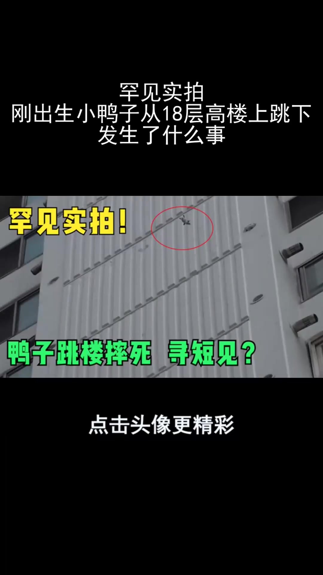 罕见实拍,刚出生小鸭子从18层高楼上跳下,发生了什么事?