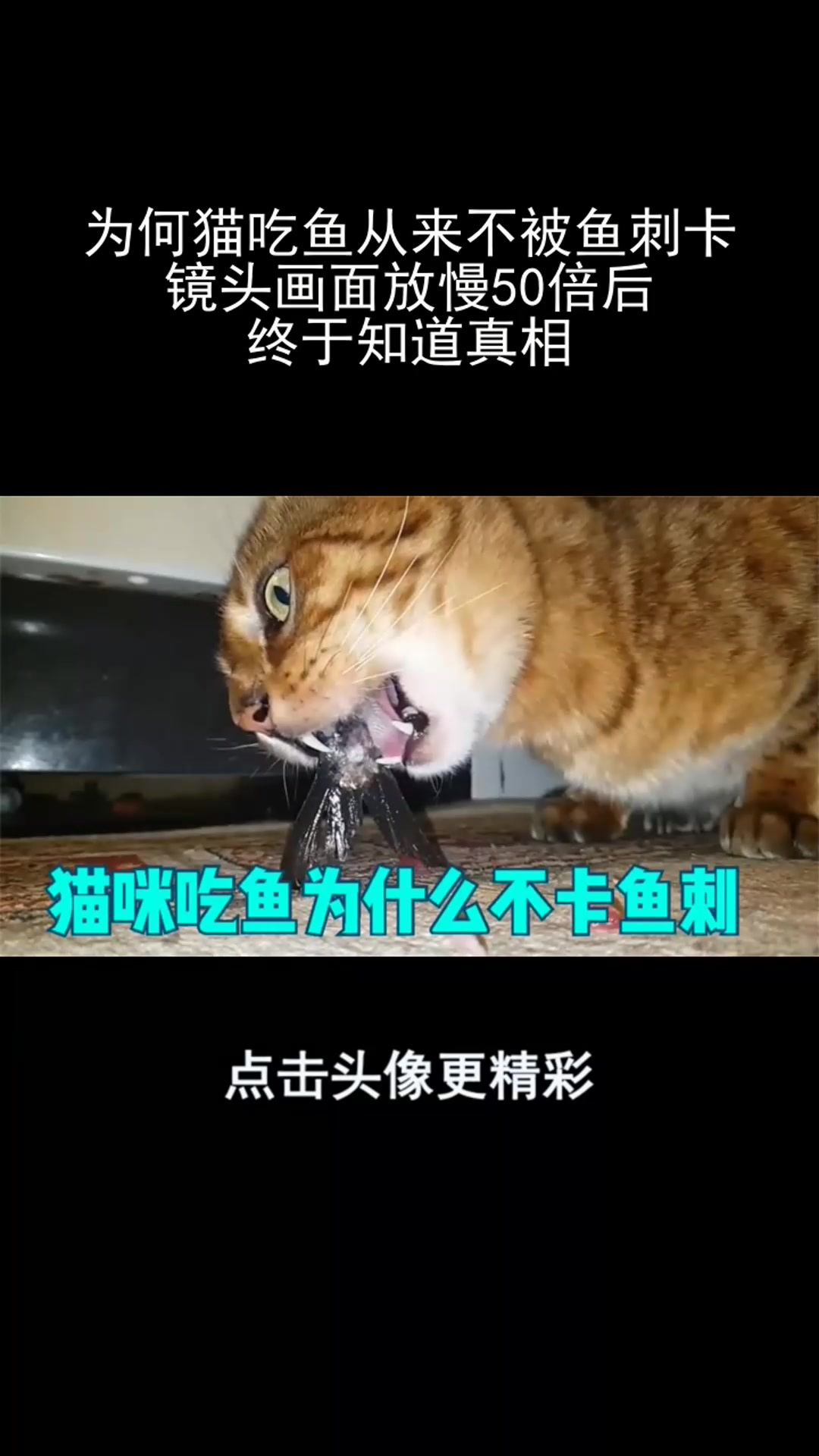 为何猫吃鱼从来不被鱼刺卡?镜头画面放慢50倍后,终于知道真相!