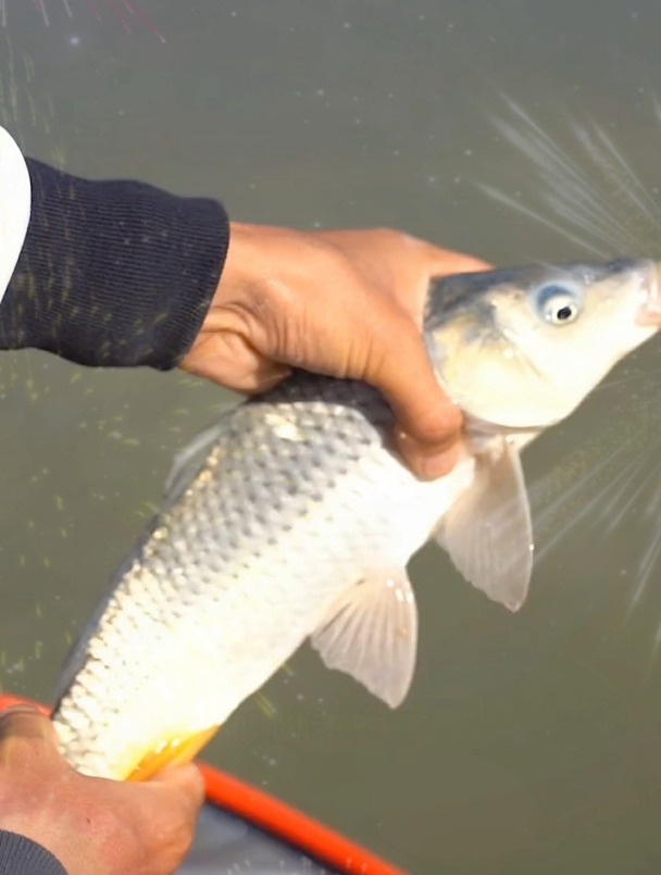 认识一下传说中的老头鱼,国产十大鱼竿排名