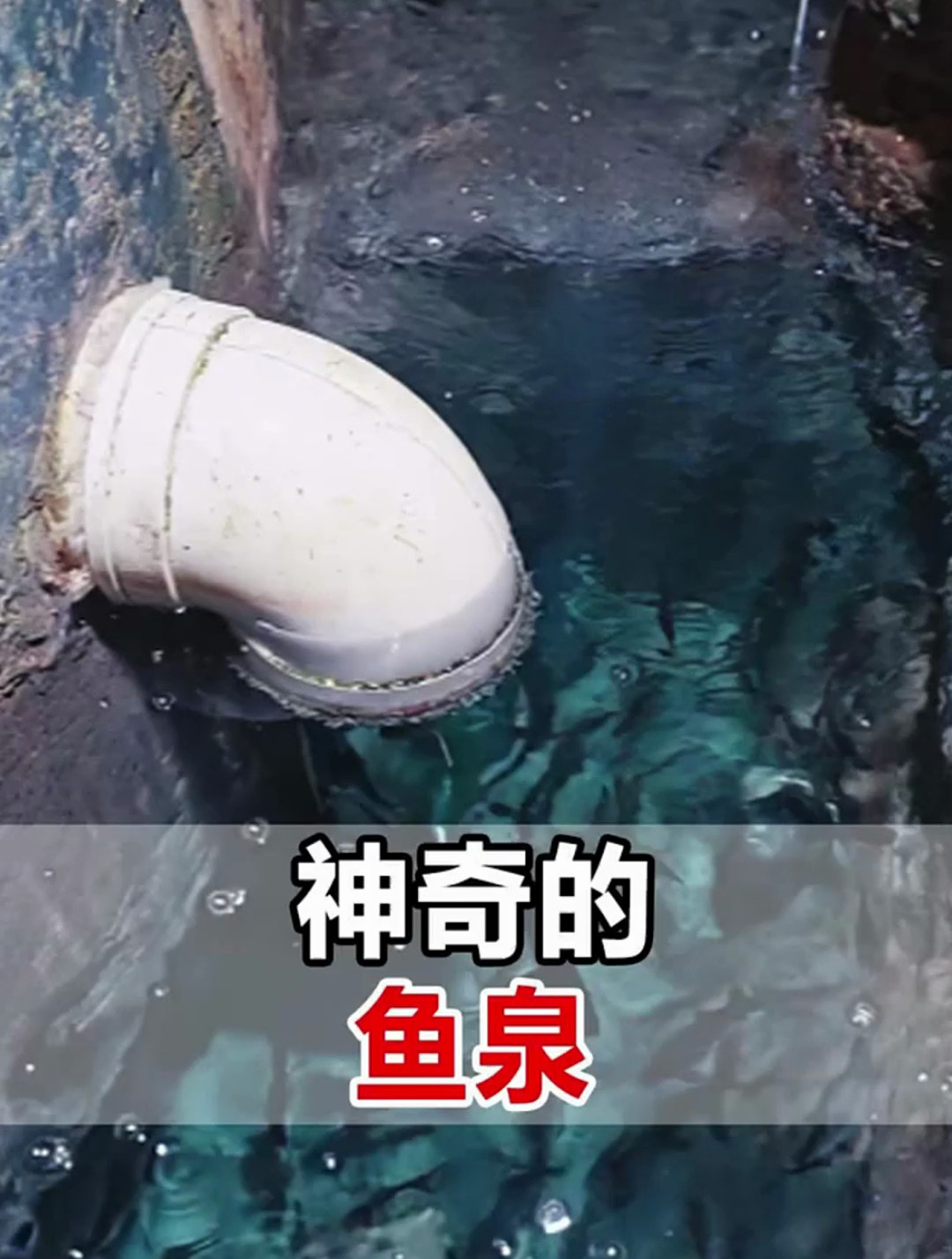 在重庆巫溪发生了一个离奇的事,一老汉在家居然挖出“神奇鱼泉”