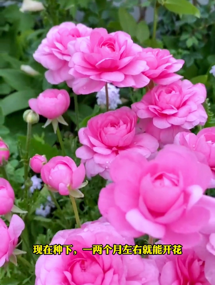 比牡丹惊艳,花期长颜色多的芹叶牡丹,园艺师教你种植方法