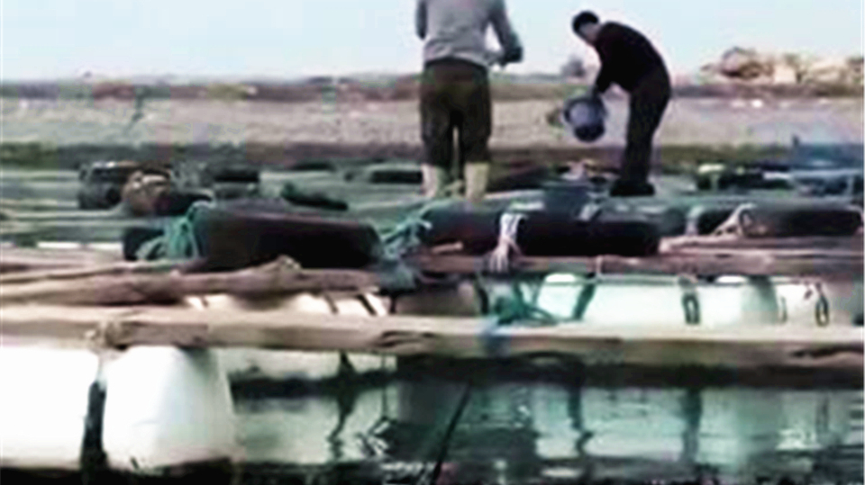 养殖黑鲪鱼商品鱼,要在大海上进行,养殖海区的选择要考虑这几点