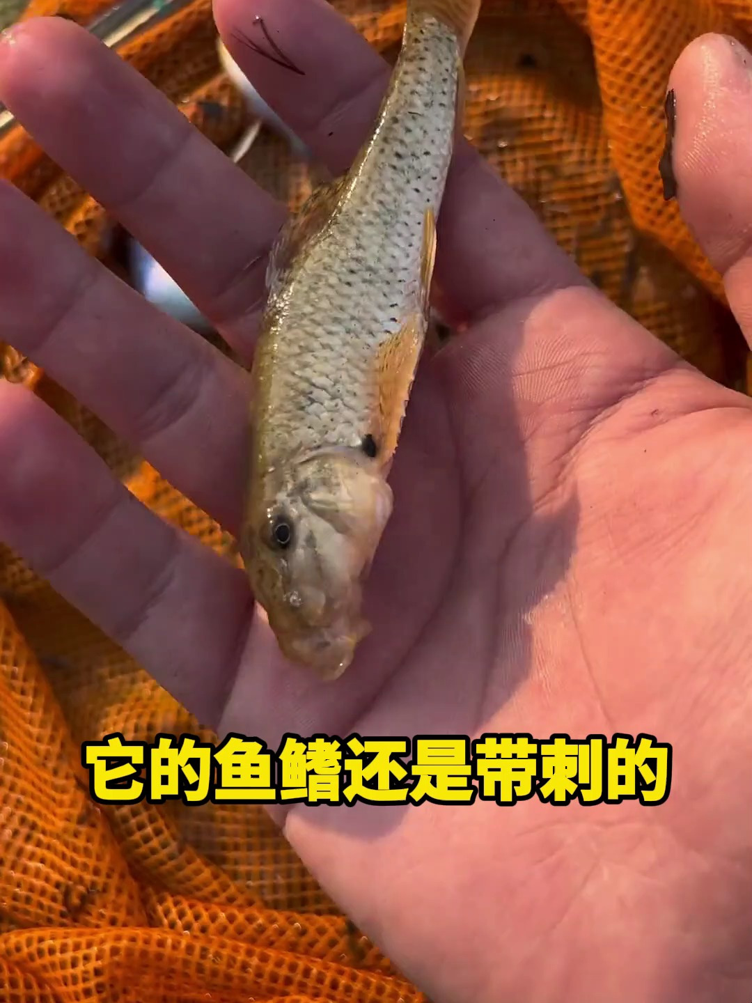 抓到鱼鳍带刺怪鱼,像是外星物种