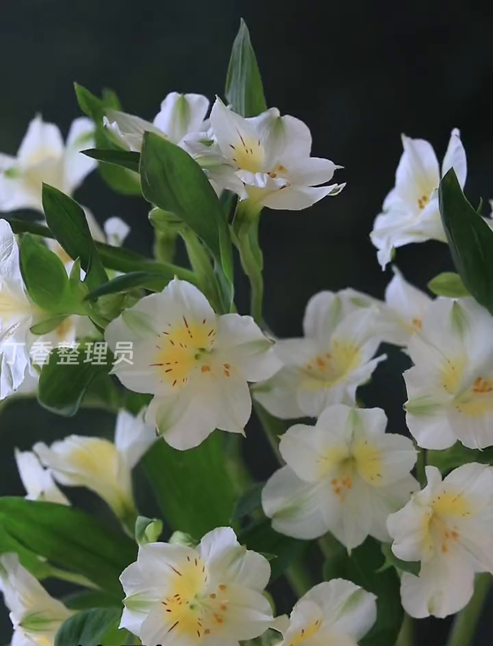 来瞧瞧这些美翻了的花花草草吧!