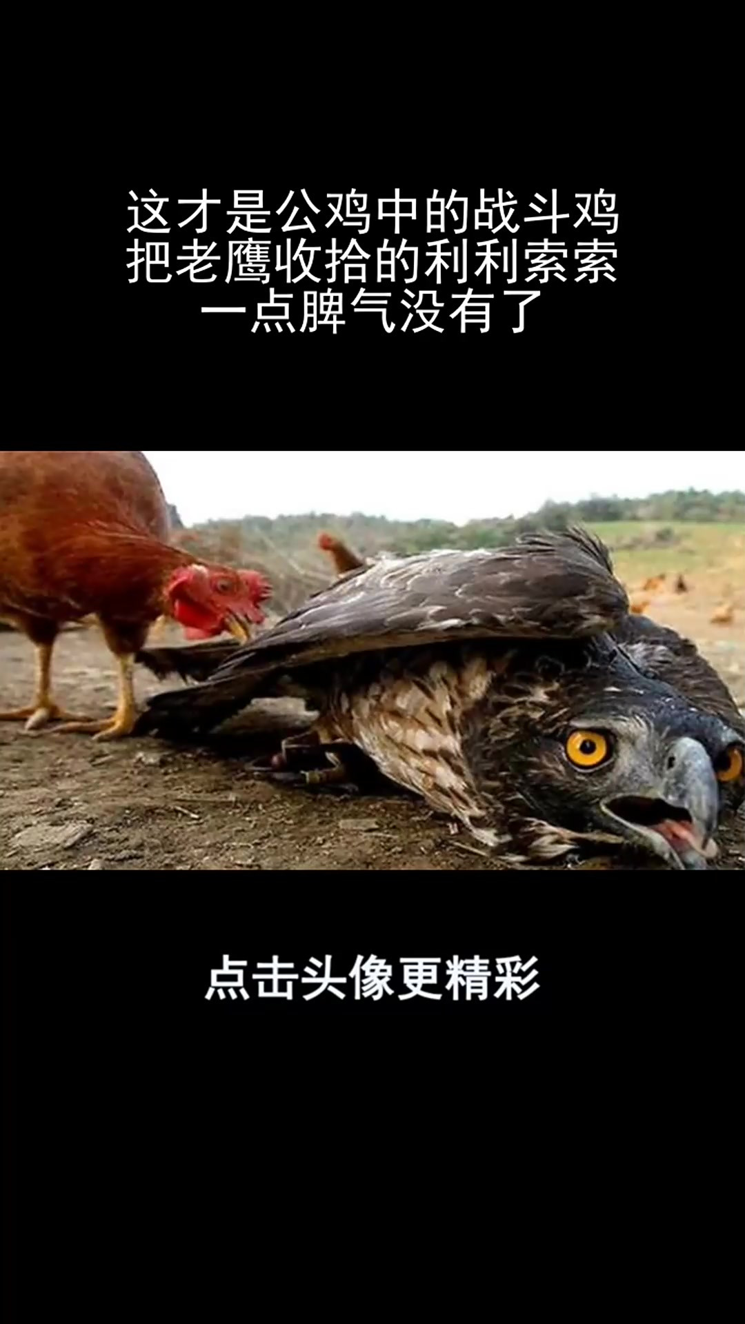 这才是公鸡中的战斗鸡,把老鹰收拾的利利索索,一点脾气没有了!