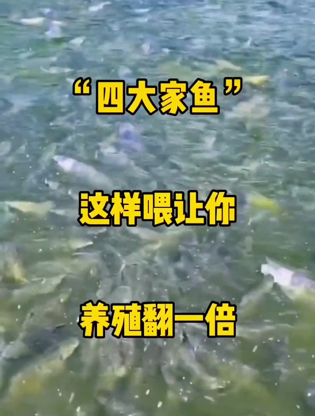 老渔农养殖四大家鱼的秘诀!四大家鱼