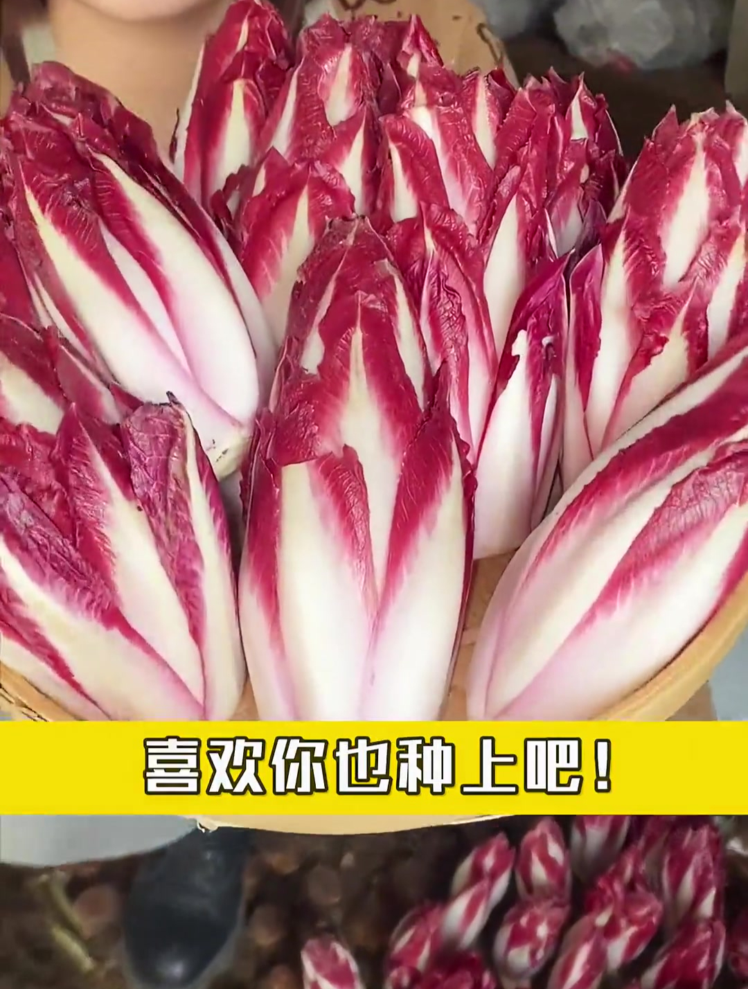 来自欧洲的菊苣,也叫紫玉兰菜,满月采收,只需要浇水遮光就能长