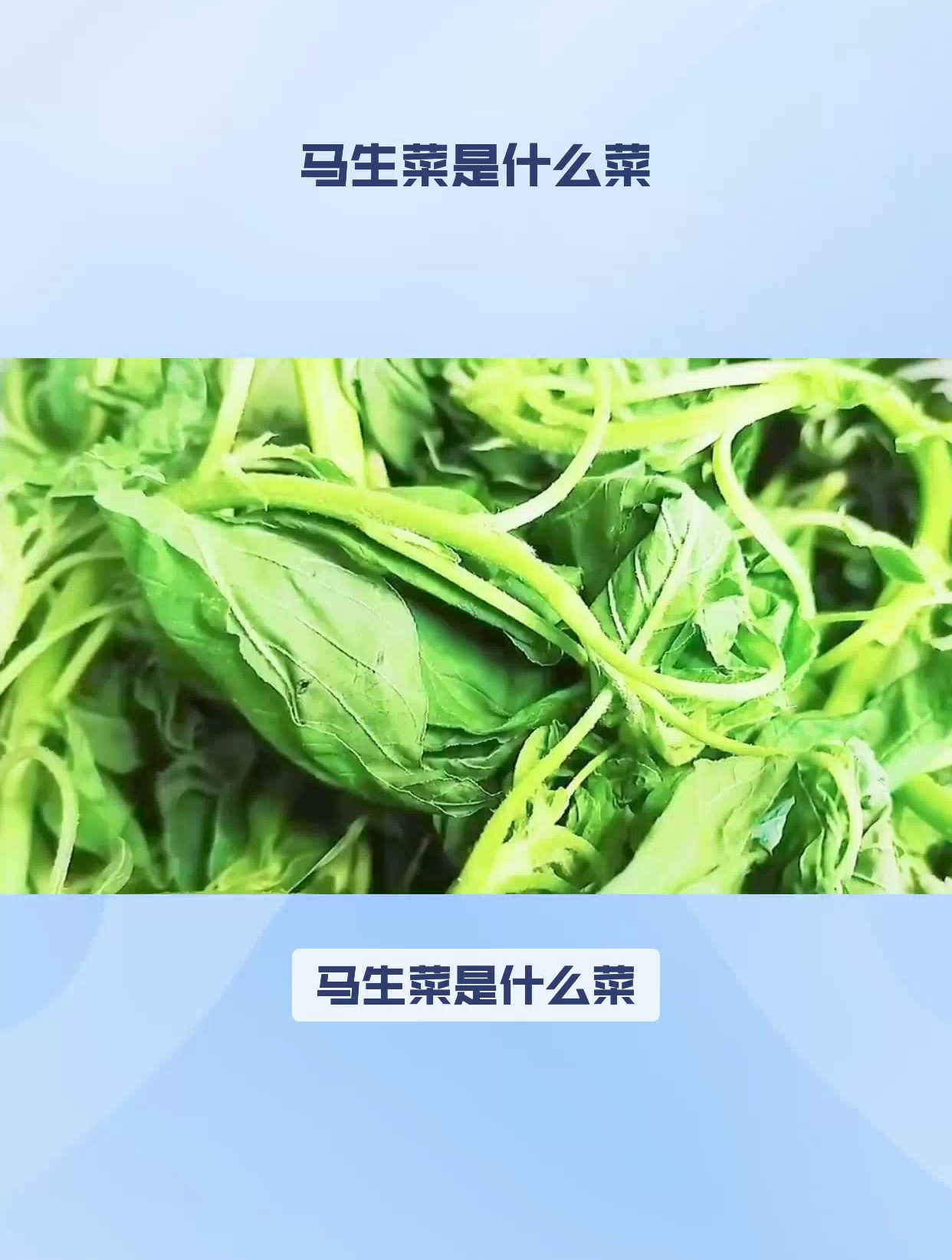 马生菜是什么菜?