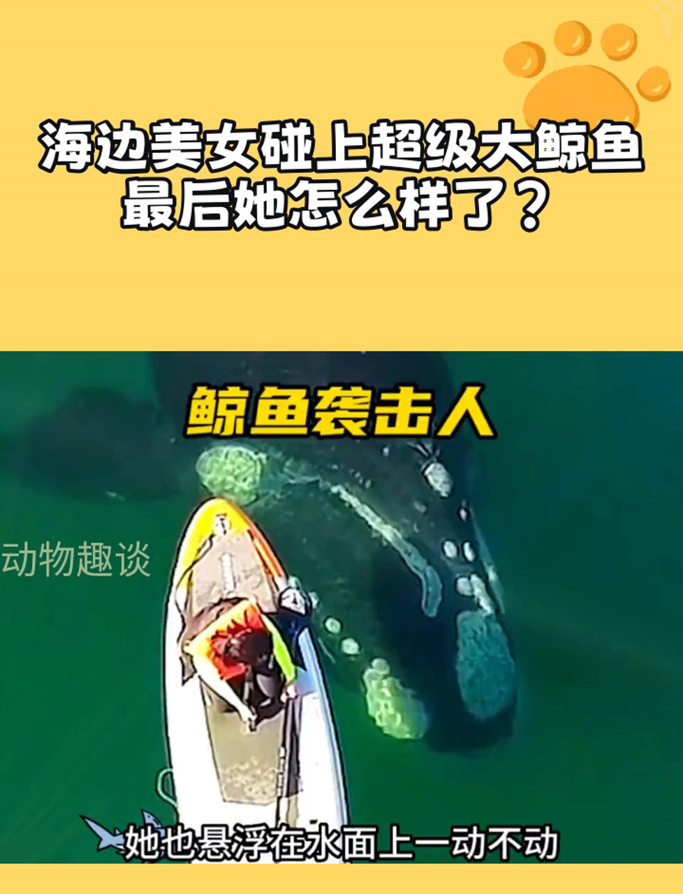 海边美女碰上超级大鲸鱼,最后她怎么样了?