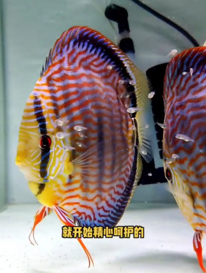 七彩神仙鱼繁殖?又有一批小崽子要独立生活了,母爱还在奋力反抗