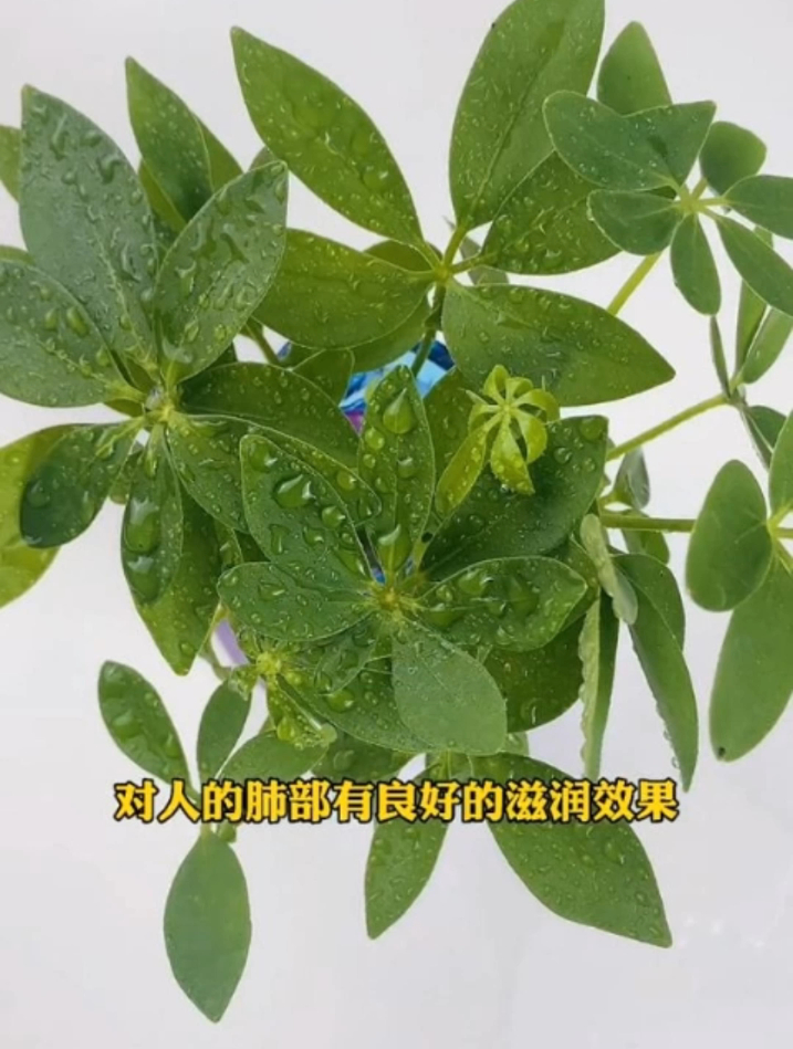 七叶莲又叫鸭脚木,能赏花能泡酒,养护简单好寓意