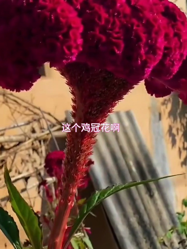 重瓣鸡冠花,民间土方法分享