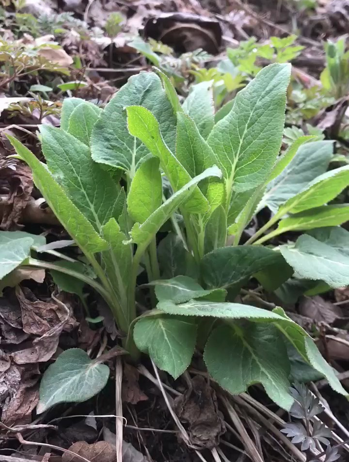 挖野菜的一天,家里有啥山上就有啥,这就是野生白菜