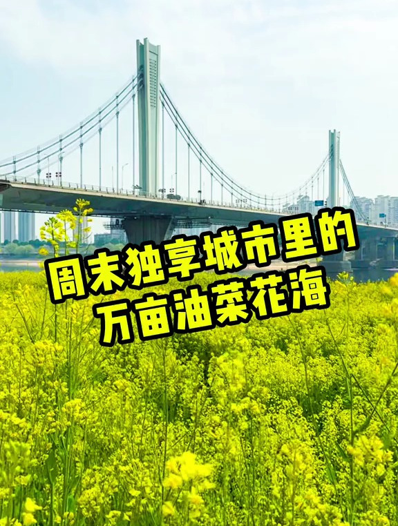 关于我在南昌市区发现一大片油菜花海,和春天来一场浪漫约会