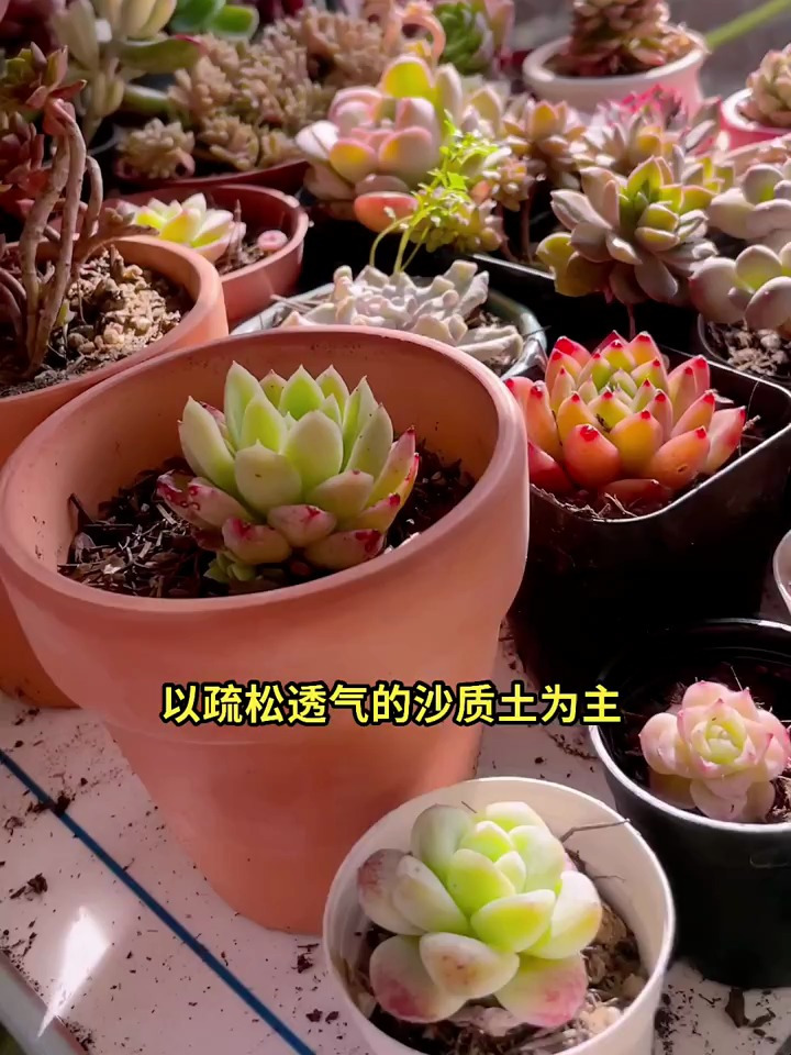 新手养多肉,多肉养护小常识