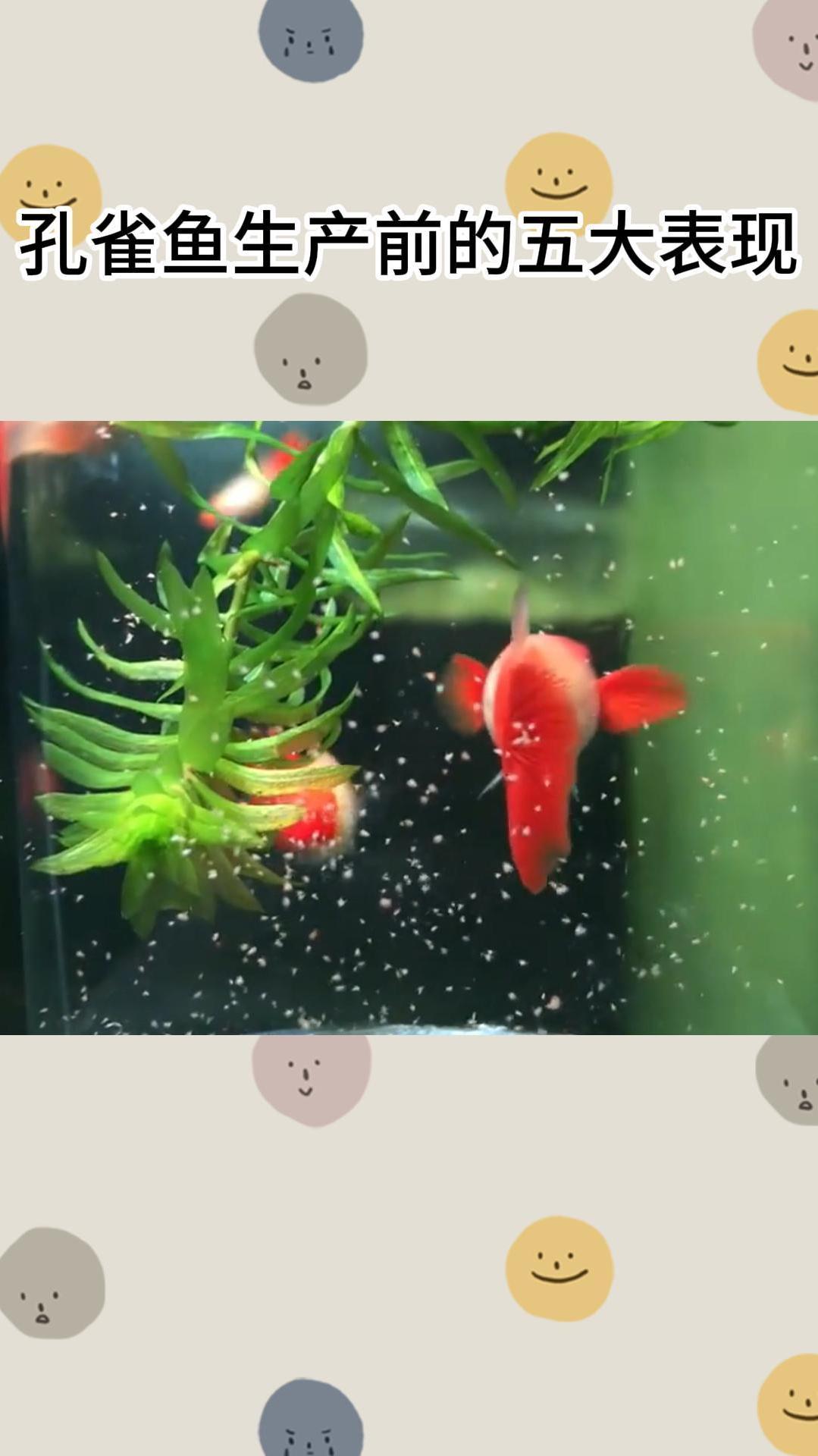 孔雀鱼生产前的五大表现,你学会了吗