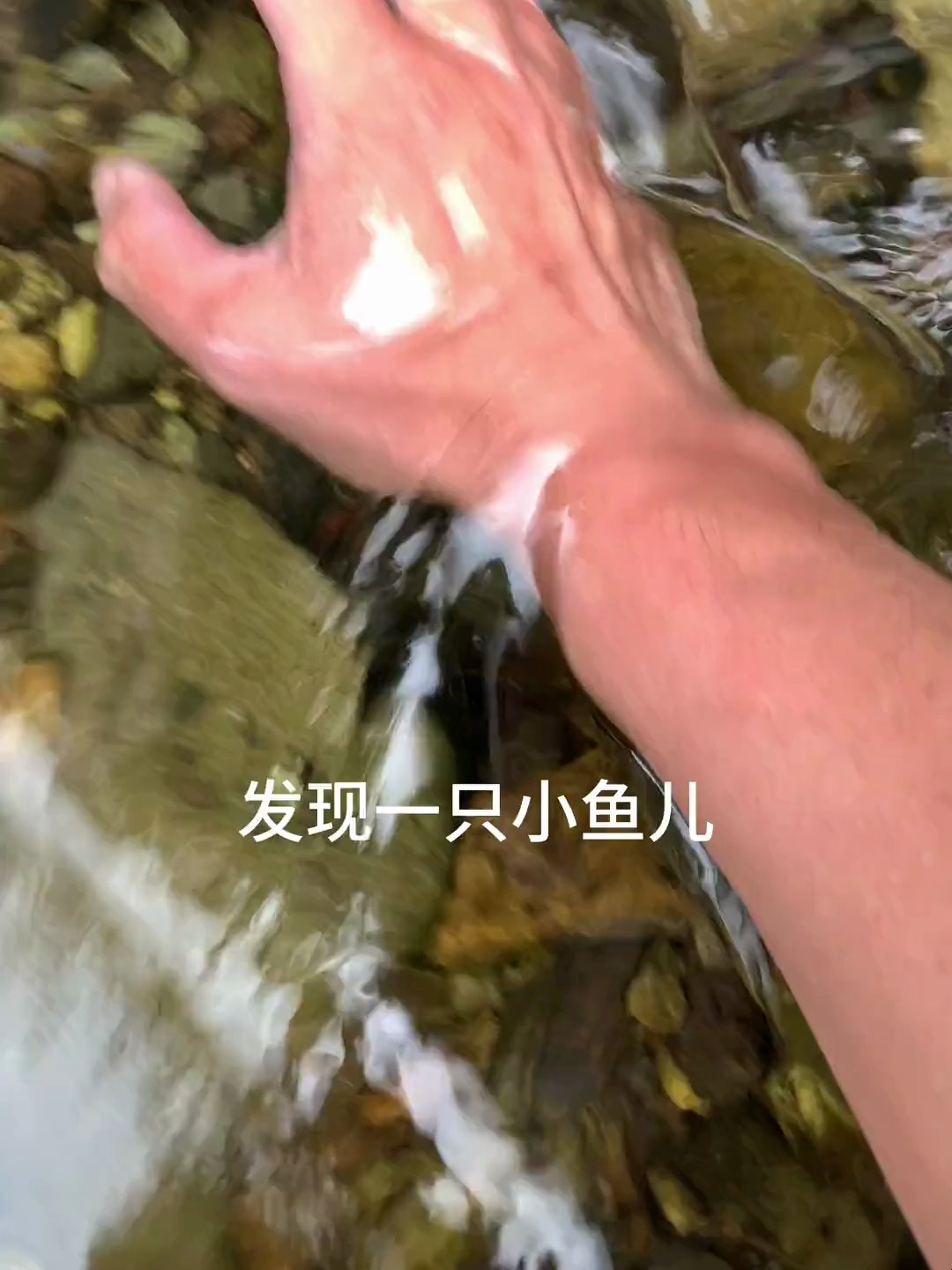 小鸭子游泳我捉鱼