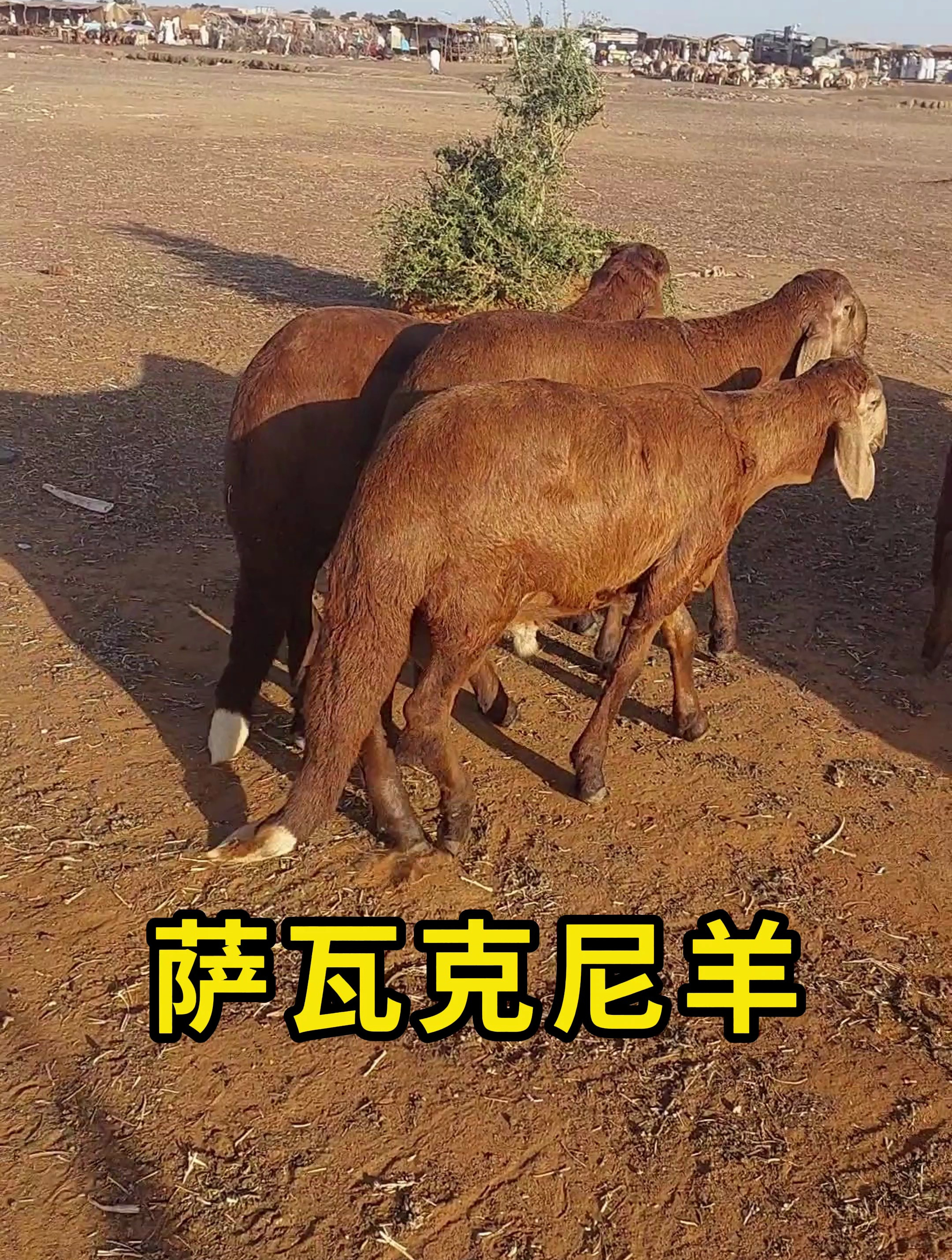 萨瓦克尼羊,一种大尾巴的羊品种!