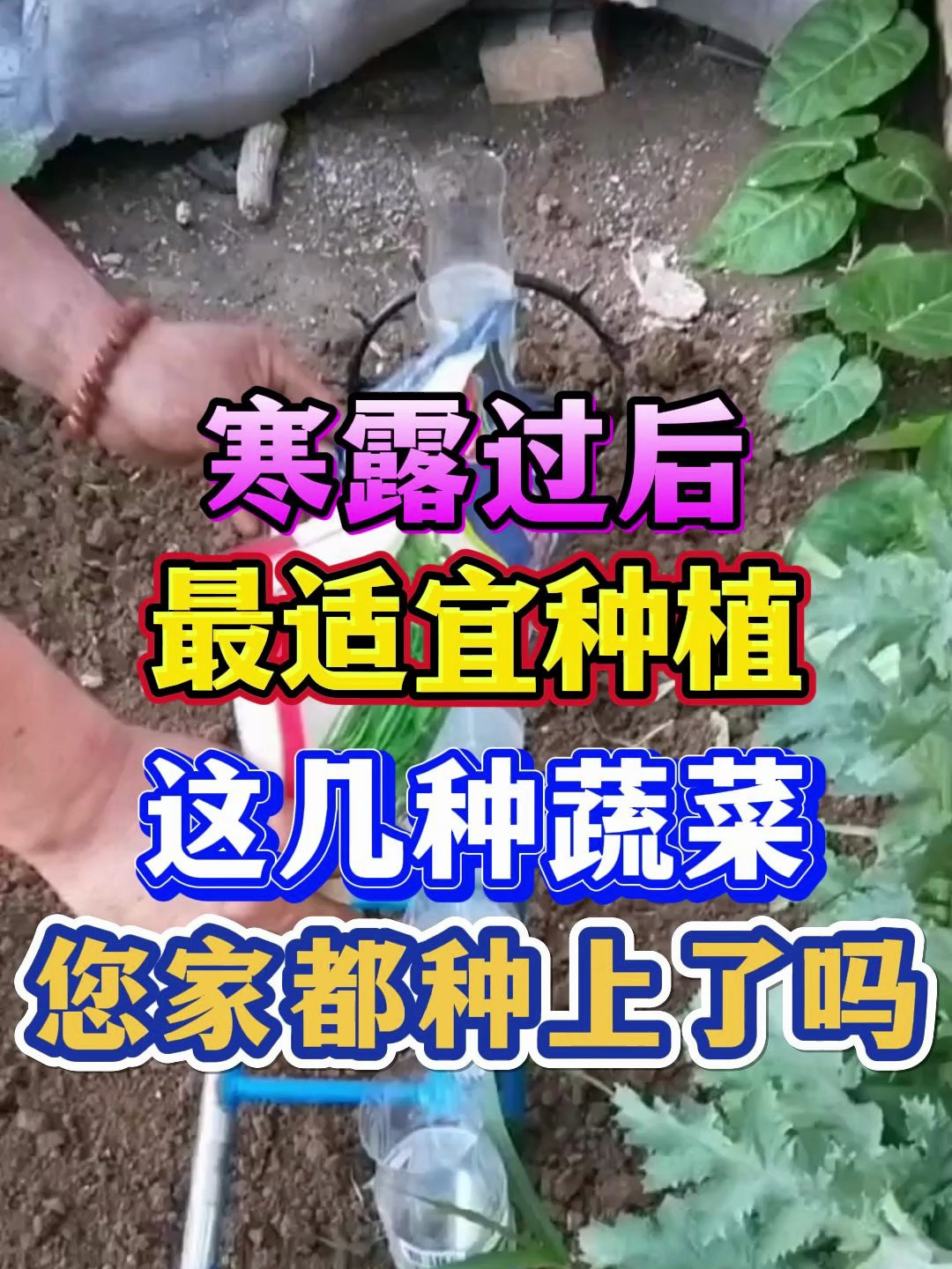 寒露过后最适宜种植的几种蔬菜