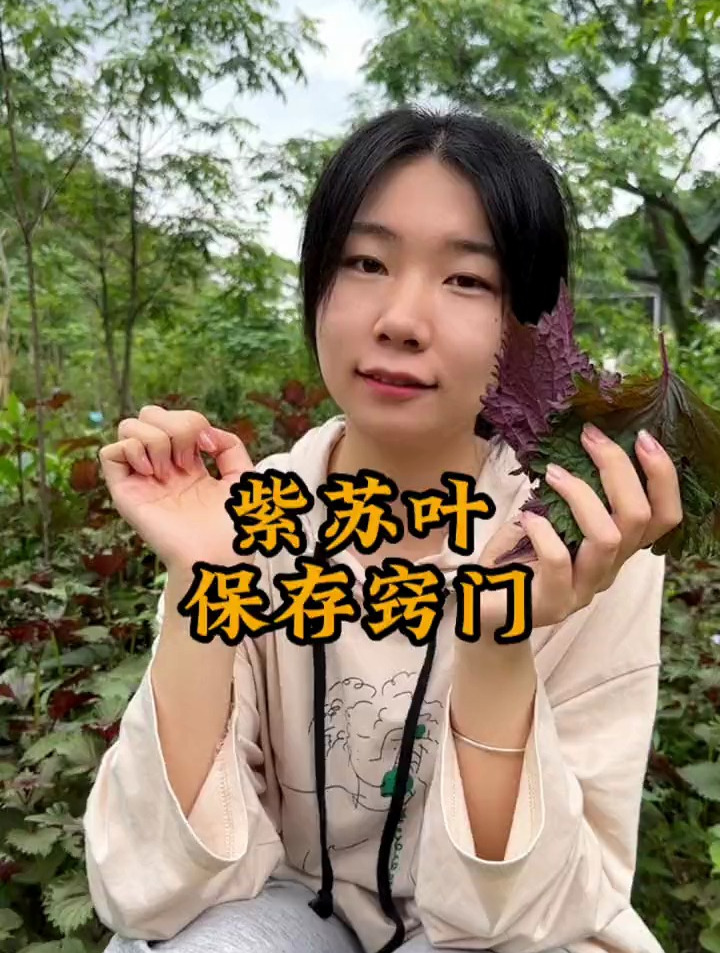 “紫苏叶”保存小窍门,方法简单,快试试