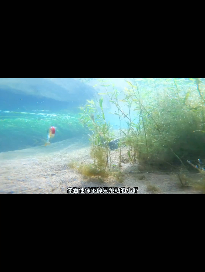 柔软可口的夜光仿真虾它来了,这款仿真虾帮你结束打龟