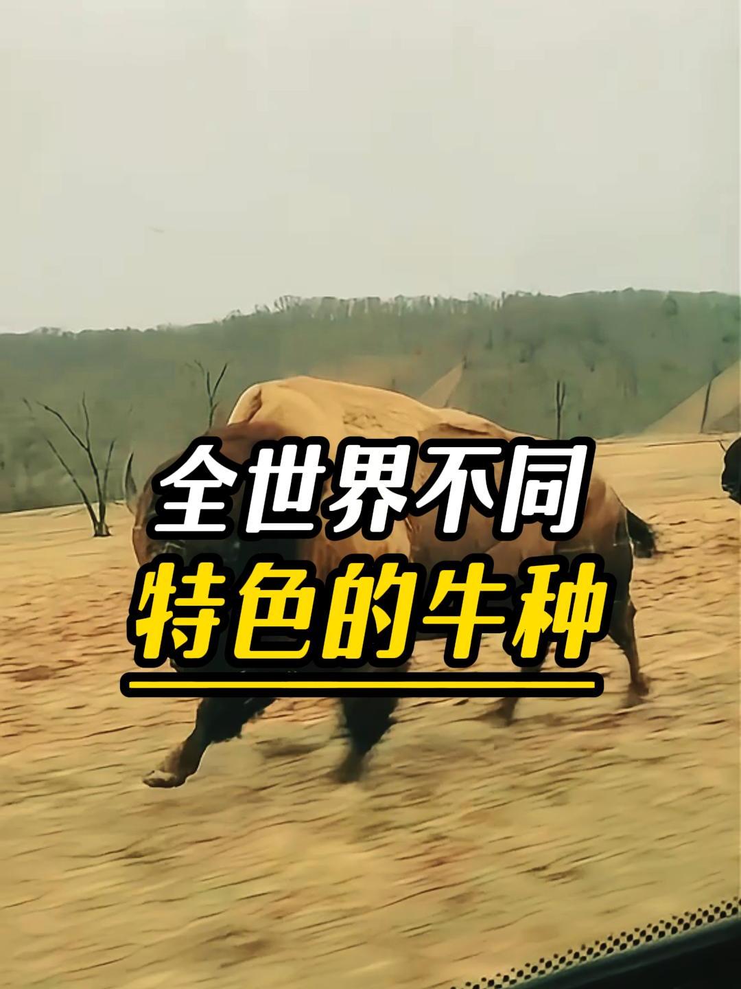 全世界不同特色的牛种