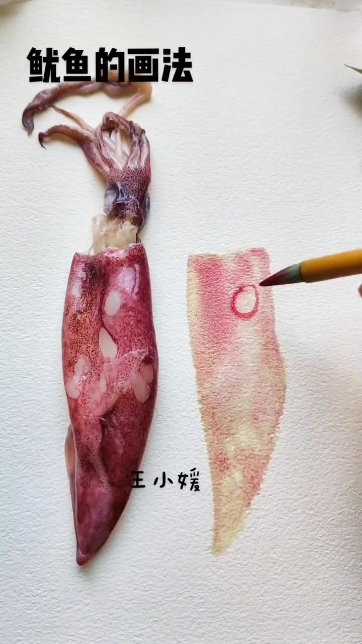 平安夜画鱿鱼?什么说法?