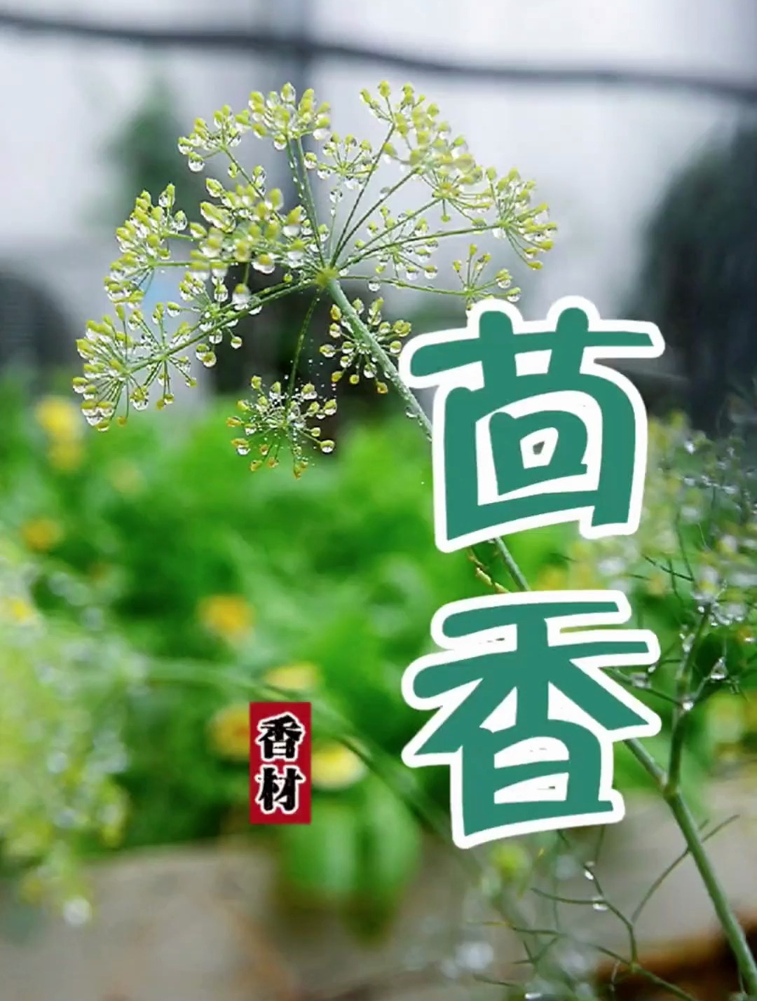 茴香 小茴香 大茴香并不是一种香料