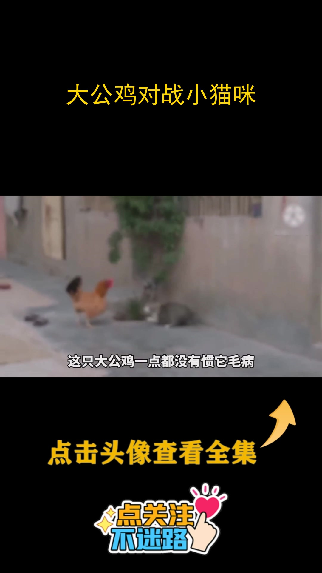大公鸡对战小猫咪