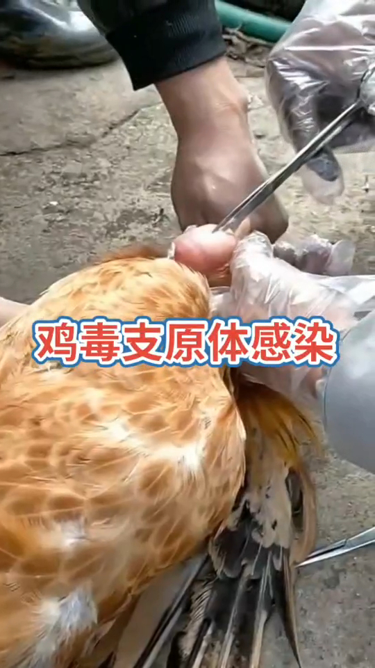 鸡滑液囊支原体怎么治?教你轻松解决