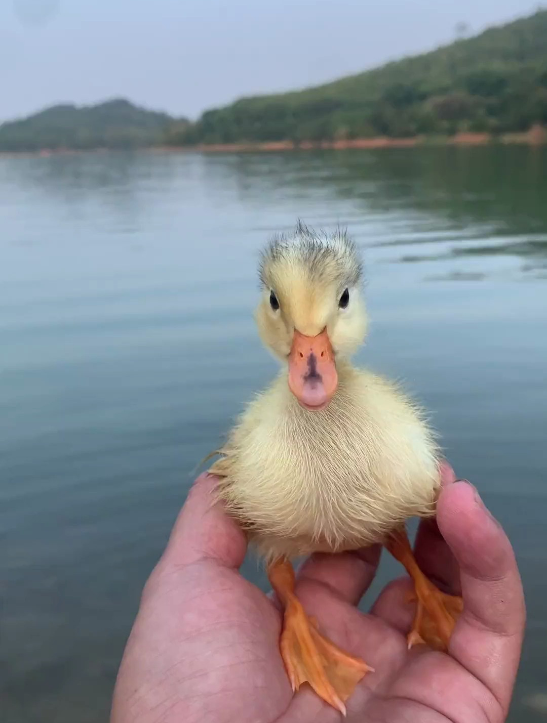 可爱的小鸭子来学游泳了