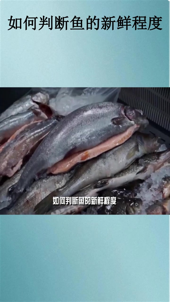 如何判断鱼的新鲜程度?