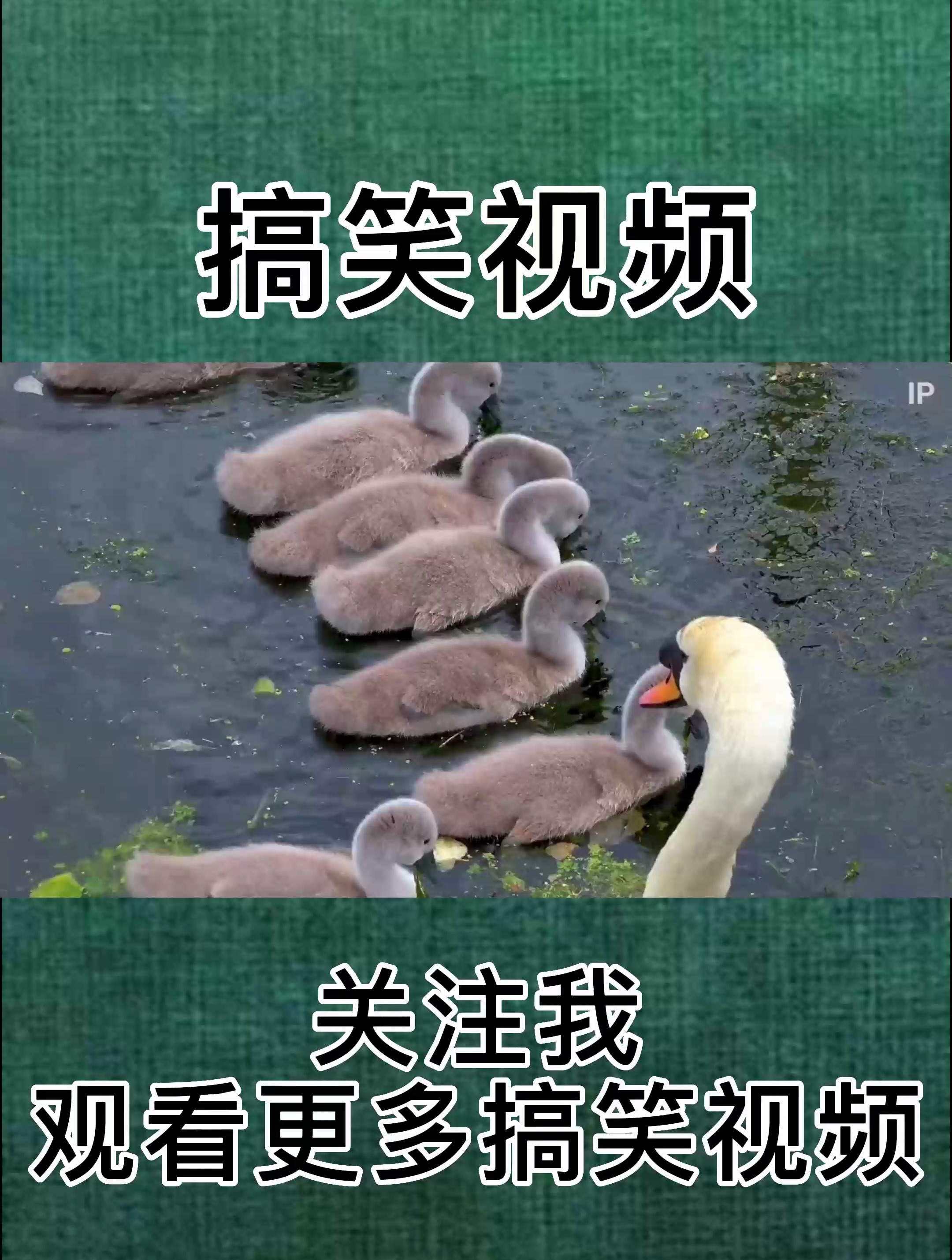 白骨顶鸡与天鹅一家对峙!