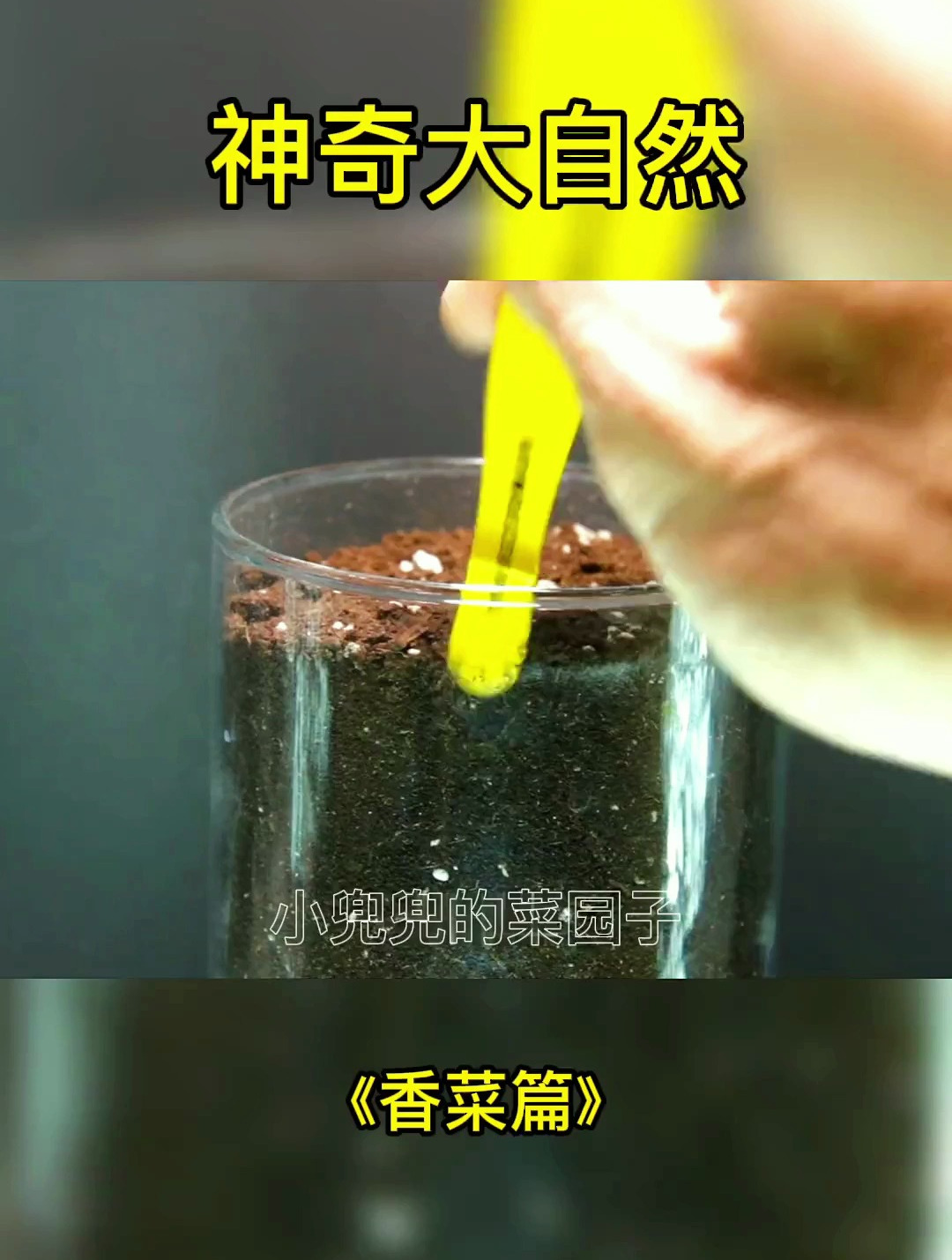 植物生长过程之香菜