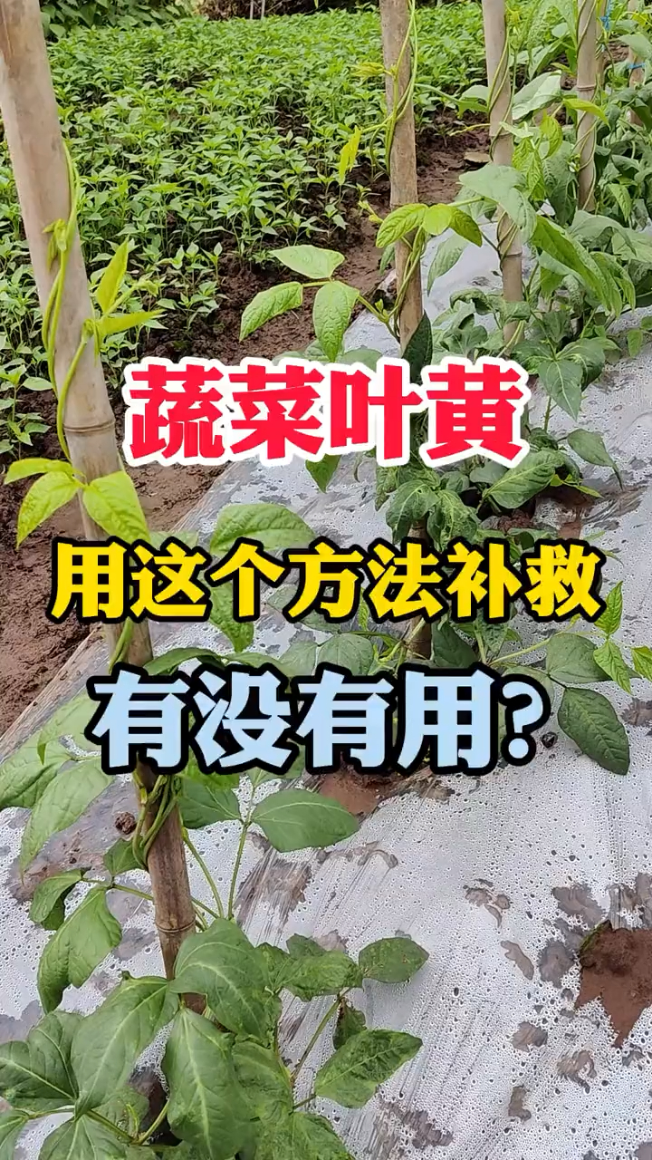 蔬菜叶子发黄,用这招补救,你觉得有用吗