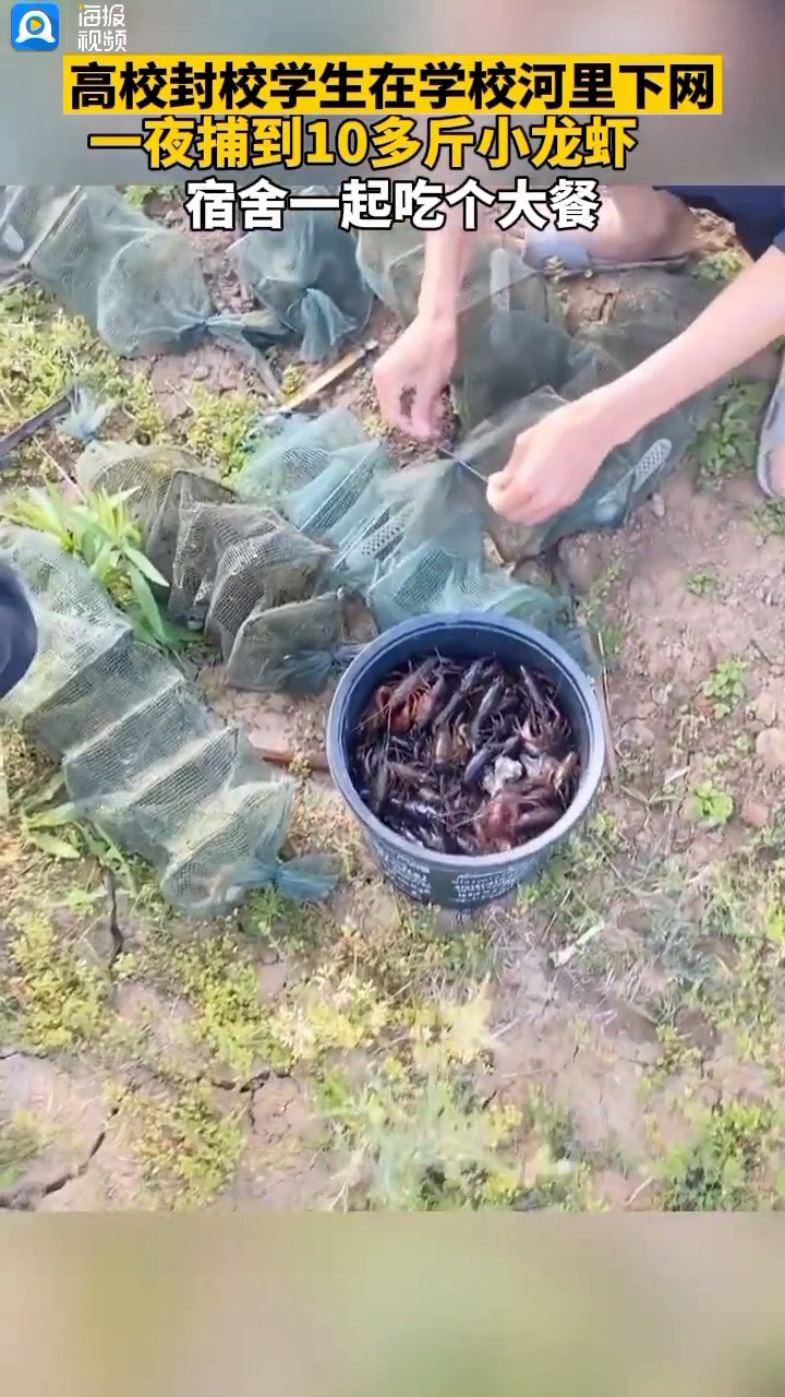 高校封校学生在学校河里下网,一夜捕到10多斤小龙虾:加个餐