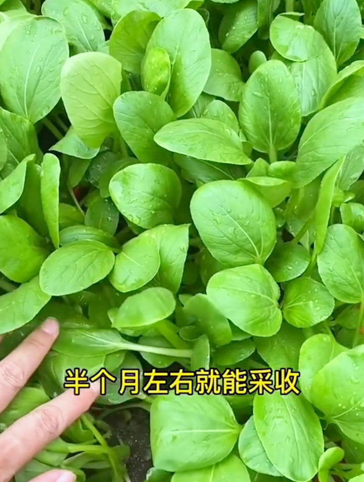 秋冬季节种植鸡毛菜掌握3个技巧，3天发芽15天采收，种1次吃不完~