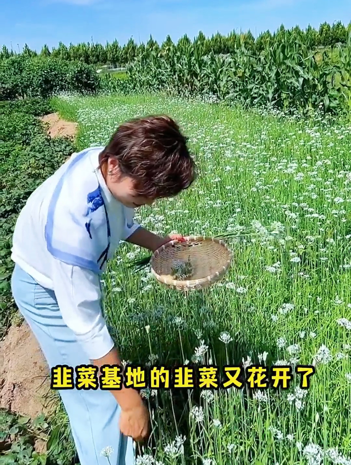 农村大嫂这样移栽韭菜,一根变10根,韭菜长得又快又壮!