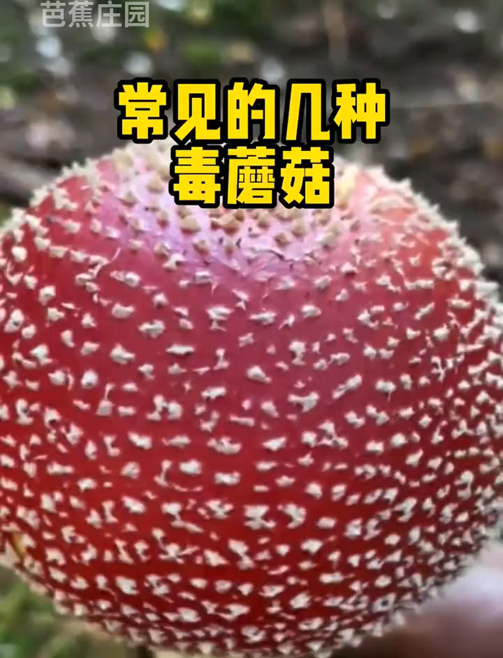 你认识这些有毒的菌子吗?