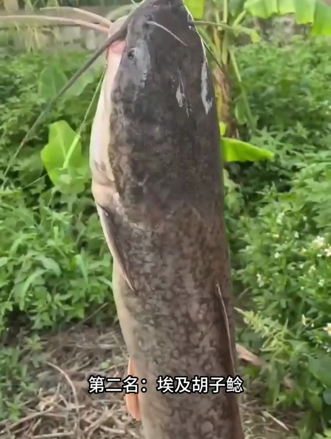 钓鱼人嫌弃的垃圾鱼,第二名