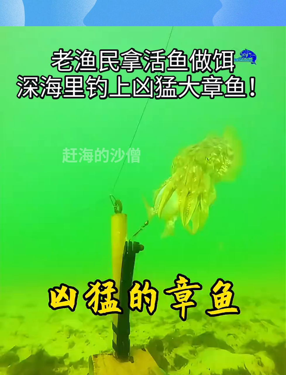老渔民拿活鱼做饵,深海里钓上凶猛大章鱼!