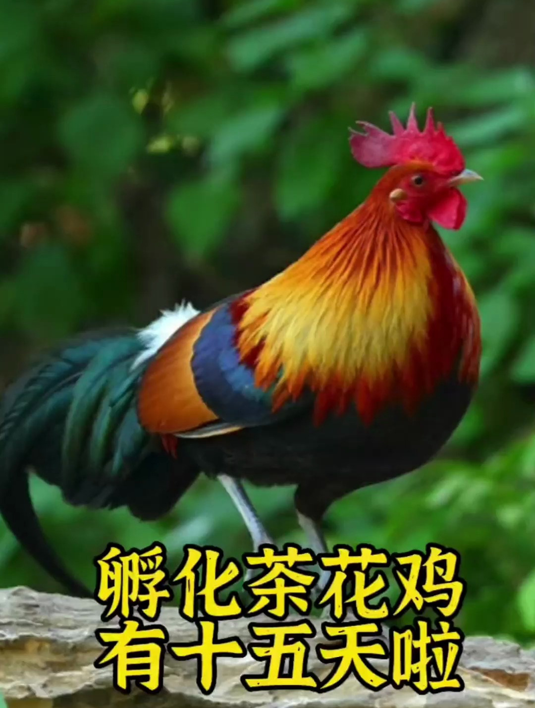 孵化茶花鸡十五天!