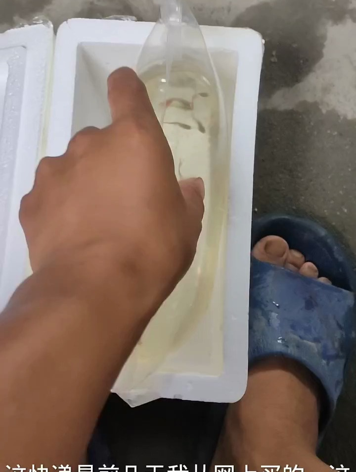 刚刚买到了孔雀鱼,现在放到缸里面去养了