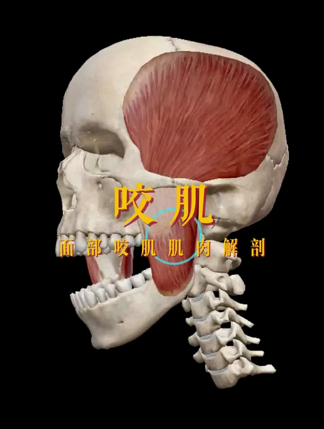 肌肉解剖——面部肌肉运动