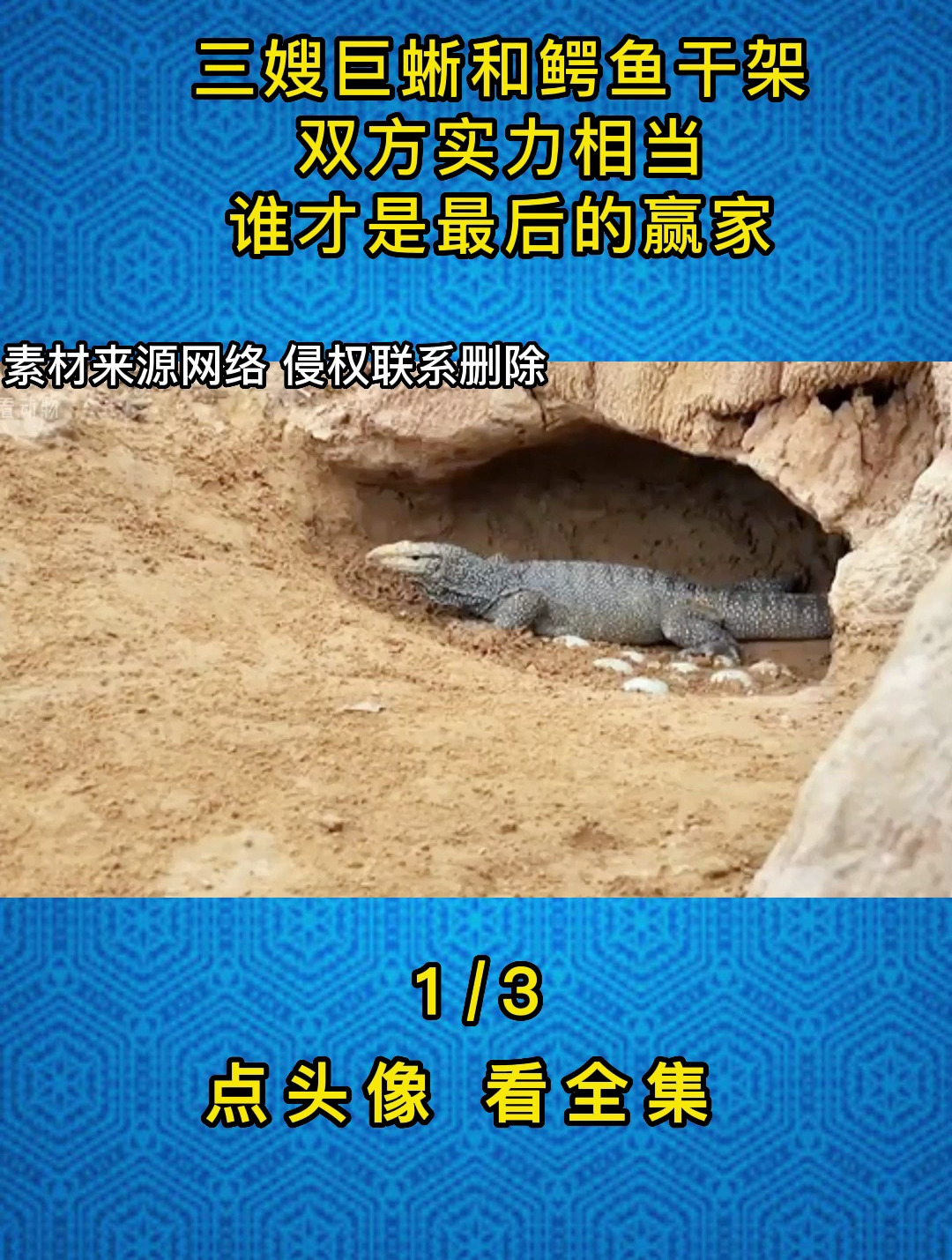 三嫂巨蜥和鳄鱼干架,双方实力相当,谁才是最后的赢家1