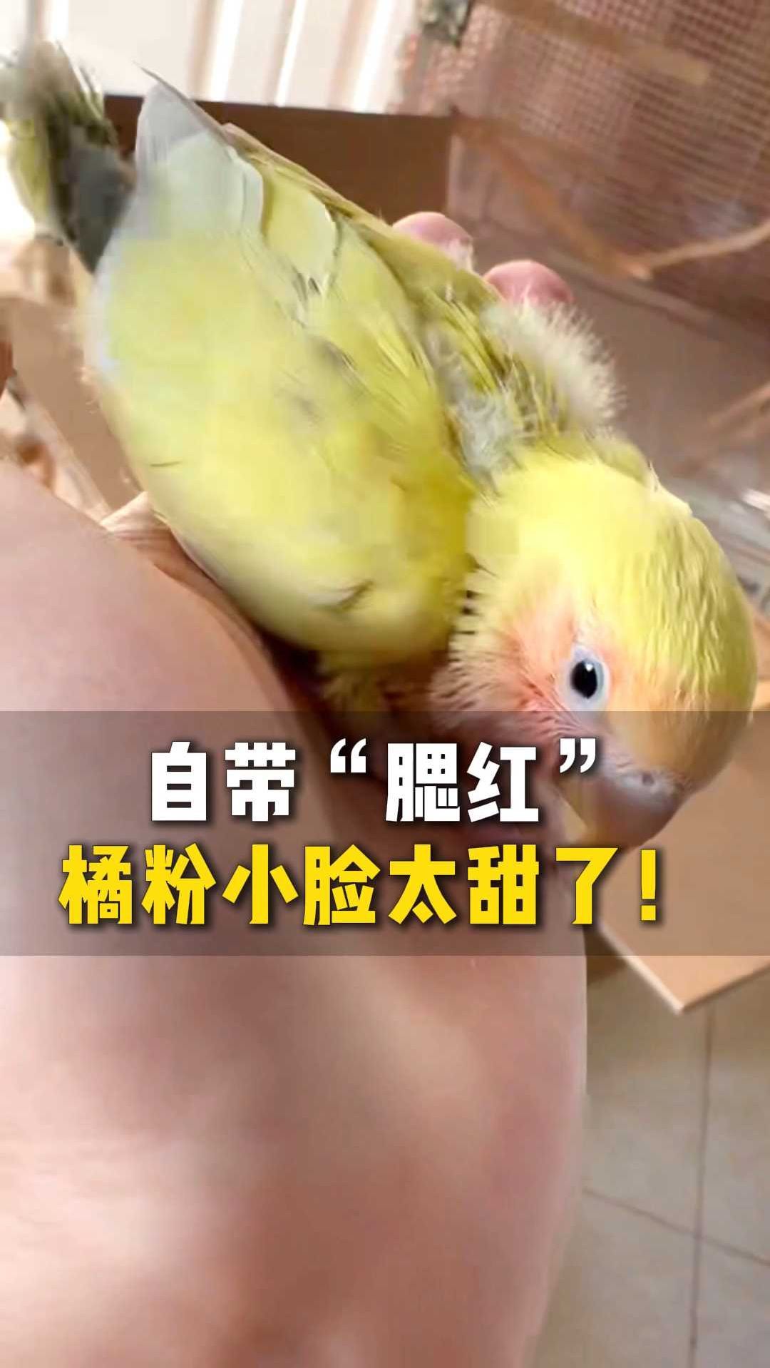 自带“腮红”，橘粉小脸太甜了！L