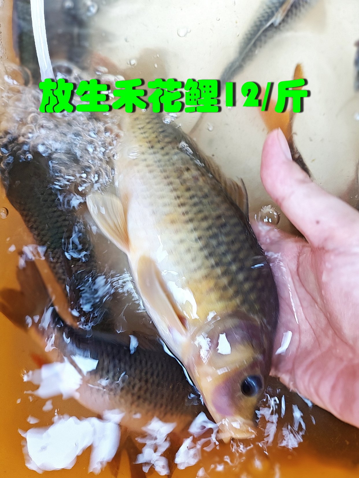 禾花鲤,珠江放生的,12一斤