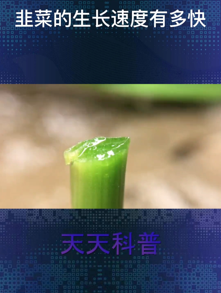 韭菜的生长速度 韭菜 植物科普